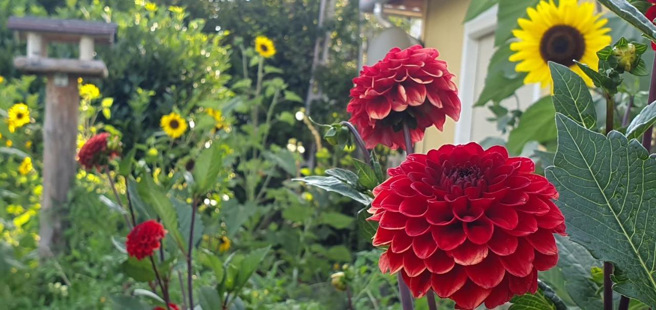 Dalia Apartmanok チョパク エクステリア 写真